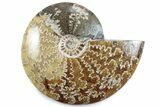 Polished Ammonite (Cleoniceras) Fossil - Madagascar #365048-1